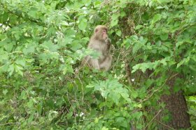 野生のサル