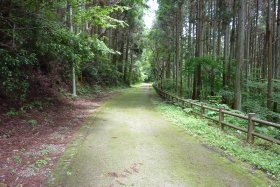 苔の旧道