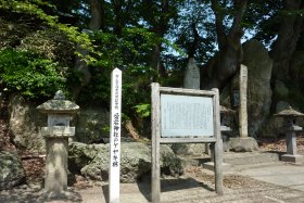 愛宕神社のケヤキ林