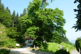 向川寺大カツラ