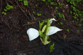 水芭蕉