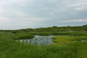 弥陀ヶ原の池塘