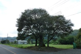 庄司戻しの桜