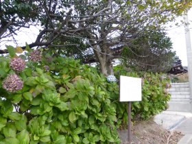 野の茶屋跡