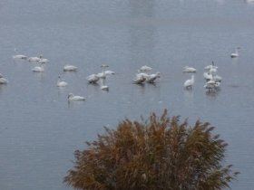 最上川の白鳥