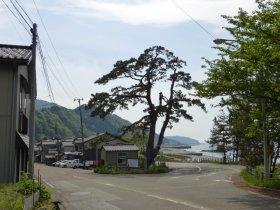 市振の海道松