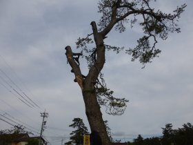 親鸞聖人腰掛の松